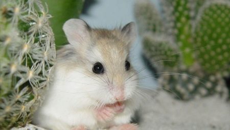 Original and beautiful names for girls hamsters