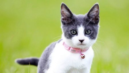 Collars for cats: types, choices and features of use
