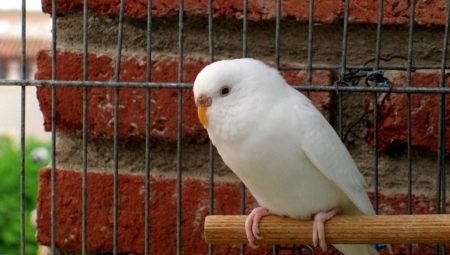 Χαρακτηριστικά των λευκών παπαγάλων
