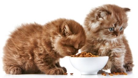 Lastnosti in ocene super premium hrane za mačje mladiče