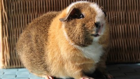 Ciri-ciri babi guinea Teddy dan peraturan penyelenggaraannya