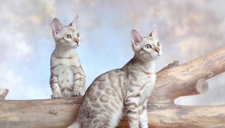 Caratteristiche dei gatti del Bengala delle nevi