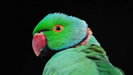Halskæde papegøjer: arter, vedligeholdelse og avl