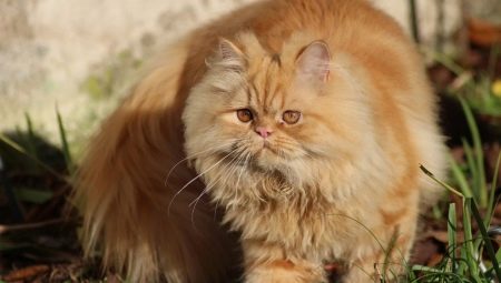 Persiešu kaķis: apraksts, raksturs, veidi un ieteikumi aprūpei