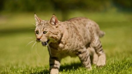 Pixiebob: značajke pasmine mačaka i njihova stanja