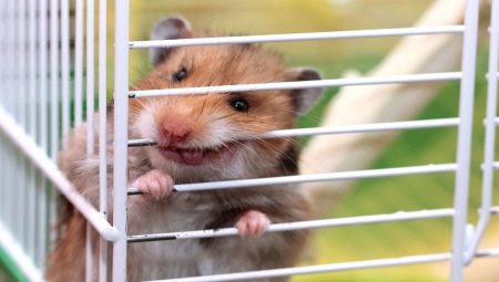 Varför tuggar en hamster på en bur och hur avvänjar man honom?