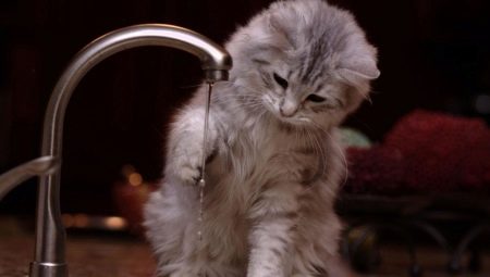 Mengapa kucing takut air?