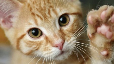 Prečo nás mačky šliapu svojimi labkami?
