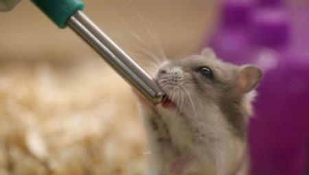 Tränkenäpfe für einen Hamster: Typen, Installation und Herstellung