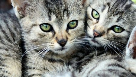 Tabby-Katzen: Eigenschaften, Rassen, Auswahl und Pflege