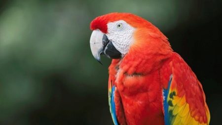 Vẹt đỏ đuôi Dài - Loài Chim Tuyệt đẹp - Loài Vật