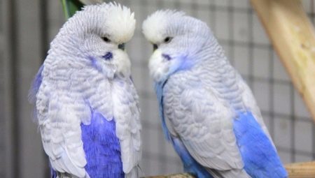 Чешки папагал: отличителни черти и правила за грижа