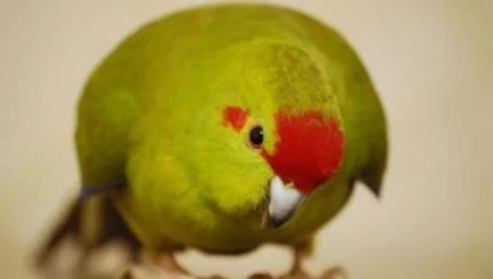 Parrot kakarik: descripción, tipos, características de mantenimiento y cría.