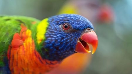 Parrot lori: cechy gatunku i zasady utrzymania