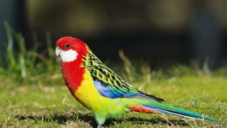 Rosella papegøye: beskrivelse, typer, regler for vedlikehold