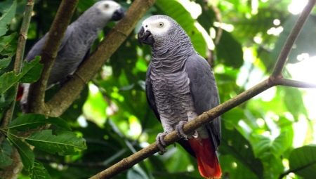Papagáj sivý: popis druhov, vlastnosti obsahu, pravidlá výberu
