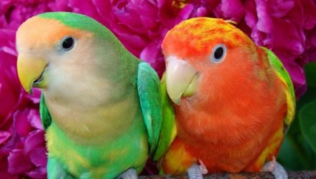 Populära typer och funktioner hos papegojor