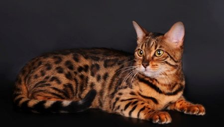 Razze di gatti e gatti tigrati e loro contenuto