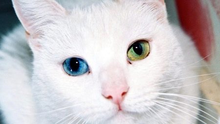 Raser av katter med ögon i olika färger och egenskaper hos deras hälsa