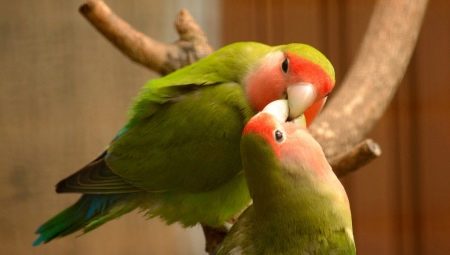 Zasady trzymania papug gołąbków