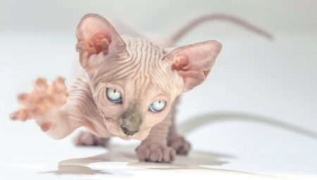 Stredná dĺžka života mačiek Sphynx a spôsoby, ako ju predĺžiť