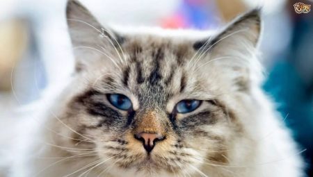 Ragamuffin: คำอธิบายของสายพันธุ์ของแมวการบำรุงรักษาและการผสมพันธุ์