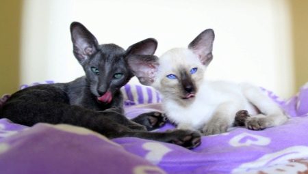 Variedad de colores de gatos orientales.