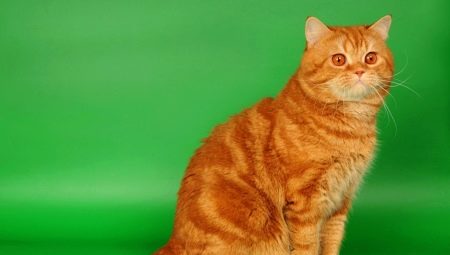 Červené britské mačky: popis, pravidlá chovu a chovu