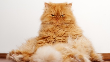 القطط الفارسية الحمراء: خصائص وخصائص الرعاية