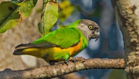 Senegalští papoušci: vlastnosti, pravidla chovu a chovu