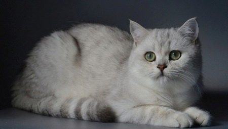 Ezüst brit csincsilla: macskák leírása és tartalma