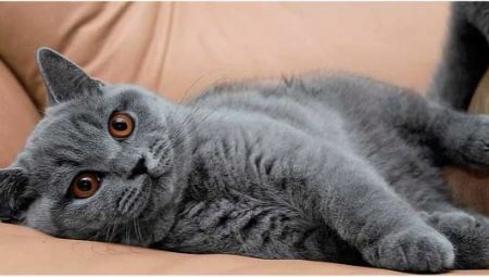 Graue britische Katzen: Beschreibung und Pflegeregeln