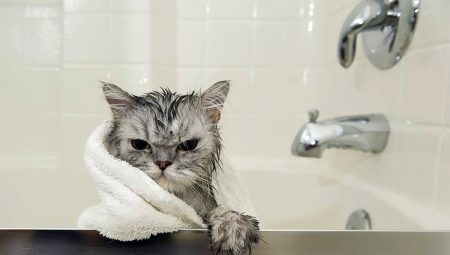 כיצד לבחור ולהשתמש בשמפו לחתולים?