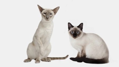 Persamaan dan perbezaan antara kucing Siam dan Thai