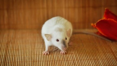 Siamský potkan: vlastnosti a starostlivosť doma