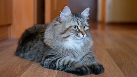 Pelēkas krāsas Sibīrijas kaķi: aprūpes īpašības un iezīmes