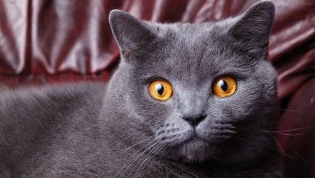 Hoe oud worden Britse katten en katten?