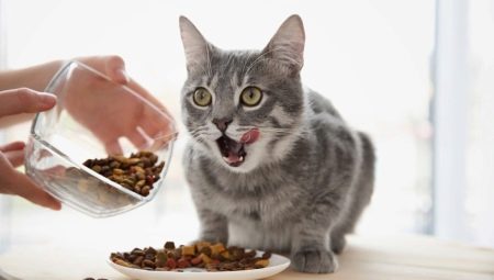 Hur många gånger om dagen ska en katt matas och vad beror det på?
