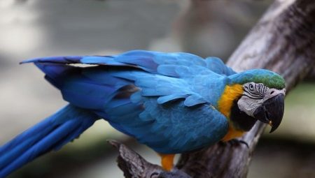Quanto vive un pappagallo Ara e cosa influenza la sua durata?