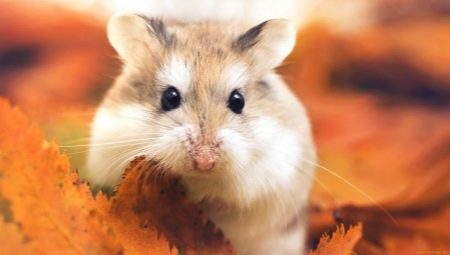 Hvor længe lever hamstere?