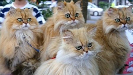 כמה זמן חיים חתולים פרסיים?