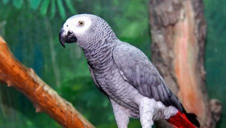 How long do gray parrots live?