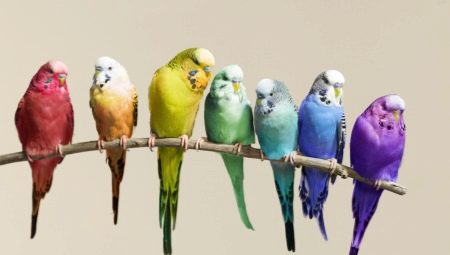 Hvor lenge lever papegøyer?