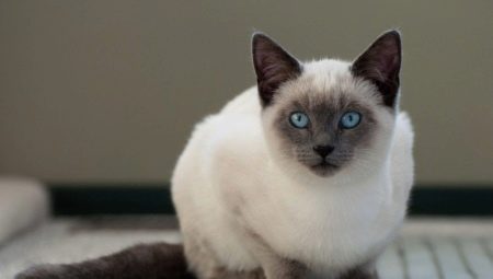Mennyi ideig élnek a sziámi macskák, és mitől függ?