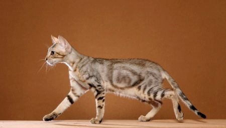 Sokoke: o descriere a rasei de pisici, caracteristicile conținutului și alegerea unei porecle