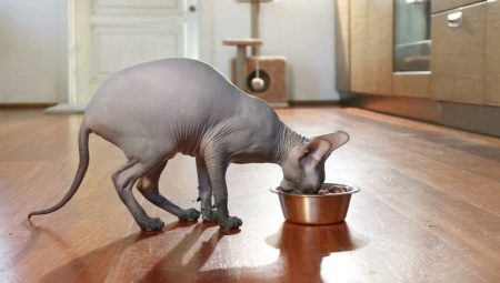 Tipy pro výběr krmiva pro kočky Sphynx