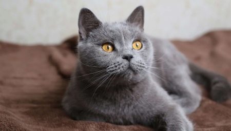 Списък с имена на британски сиви котки