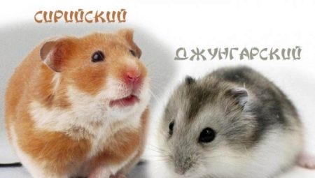 Sammenligning av dzungarske og syriske hamstere