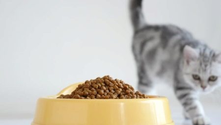 Perbandingan makanan kucing kering