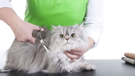 Penjagaan kucing: ciri dan cadangan